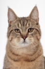 Picture of brown spotted tabby Pixie Bob cat, portrait