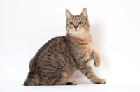 Picture of brown spotted tabby Pixie Bob cat, sitting down