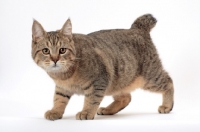 Picture of brown spotted tabby Pixie Bob cat, walking