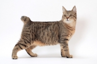 Picture of brown spotted tabby Pixie Bob cat