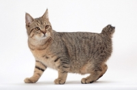 Picture of brown spotted tabby Pixie Bob cat, walking