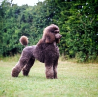 Picture of brown standard poodle, backlit, standing against greenery