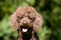 Picture of brown standard poodle looking at camera