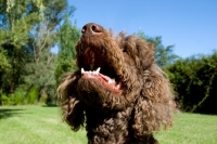 Picture of brown standard poodle looking up