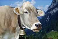 Picture of brown swiss cow dozing in switzerland