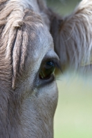 Picture of Brown Swiss cow, eye close up