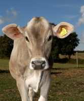 Picture of brown Swiss cow, front view