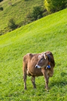 Picture of Brown Swiss cow in Switzerland