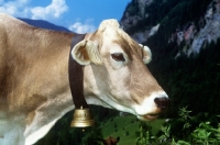 Picture of brown swiss cow in switzerland