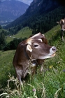 Picture of brown swiss cow in switzerland eating grass