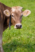 Picture of Brown Swiss cow in Switzerland