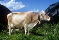Picture of brown swiss cow in the alps