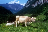 Picture of brown swiss cow in the alps