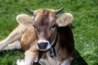 Picture of brown swiss cow lying on grass