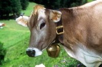 Picture of brown swiss cow wearing a bell