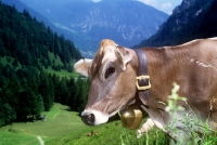 Picture of brown swiss cow wearing a cow bell