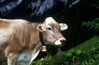 Picture of brown swiss in switzerland
