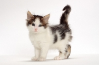 Picture of Brown Tabby & White Norwegian Forest kitten