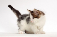 Picture of Brown Tabby & White Norwegian Forest kitten