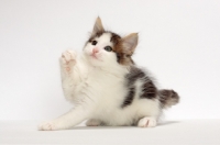 Picture of Brown Tabby & White Norwegian Forest kitten, one leg up