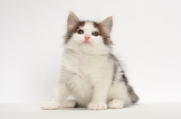 Picture of Brown Tabby & White Norwegian Forest kitten, sitting on white background