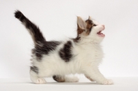 Picture of Brown Tabby & White Norwegian Forest kitten meowing
