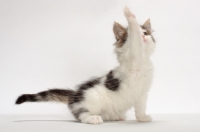 Picture of Brown Tabby & White Norwegian Forest kitten, one leg up