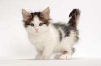 Picture of Brown Tabby & White Norwegian Forest kitten