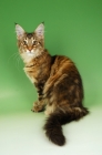 Picture of brown tabby and white cat sitting