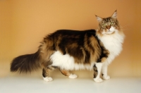Picture of brown tabby and white maine coon cat standing on orange background
