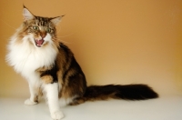 Picture of brown tabby and white maine coon cat hissing