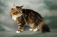 Picture of brown tabby and white maine coon cat standing on grey background