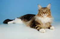 Picture of brown tabby and white maine coon cat lying on blue background