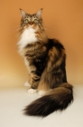 Picture of brown tabby and white maine coon cat sitting on orange background