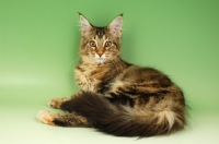 Picture of brown tabby and white maine coon lying