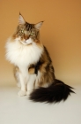 Picture of brown tabby and white maine coon cat looking at camera
