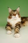 Picture of brown tabby and white maine coon cat on green background