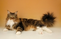 Picture of brown tabby and white maine coon cat lying on orange background