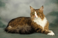 Picture of brown tabby and white maine coon cat lying on grey background