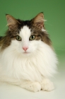 Picture of brown tabby and white norwegian forest cat lying on green background