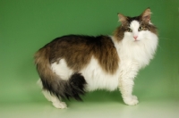 Picture of brown tabby and white norwegian forest cat standing on green background