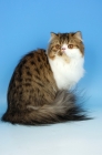 Picture of brown tabby and white persian cat