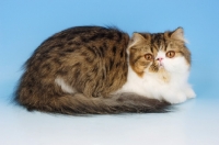 Picture of brown tabby and white persian cat, lying down