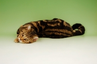 Picture of brown tabby british shorthair cat