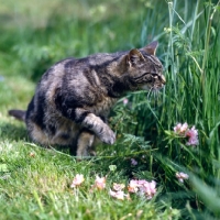 Picture of brown tabby cat in a garden