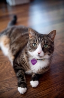 Picture of brown tabby cat lying on hardwood floor