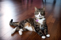 Picture of brown tabby cat lying on hardwood floor