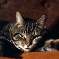 Picture of brown tabby cat with slit eyes