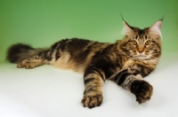 Picture of brown tabby coloured maine coon