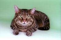 Picture of brown tabby European Shorthair